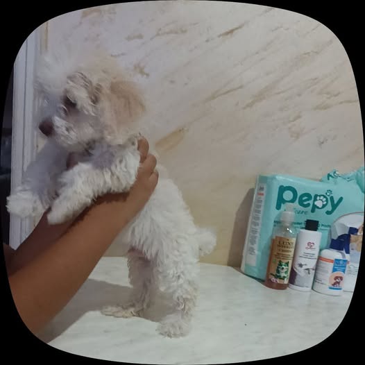 Chien à adopter
