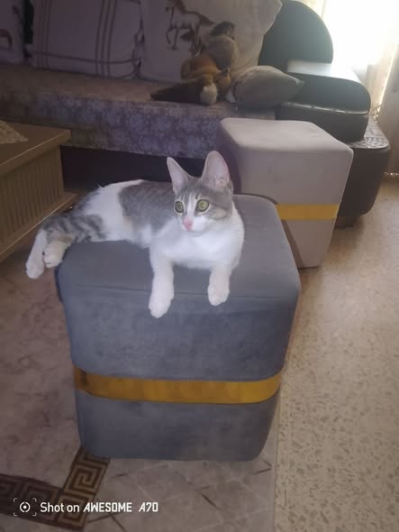 Chat à adopter