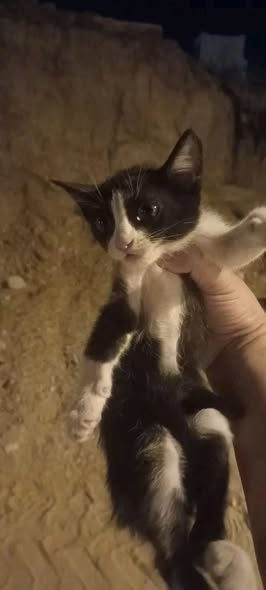 بيبي