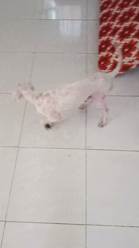 Chien à adopter