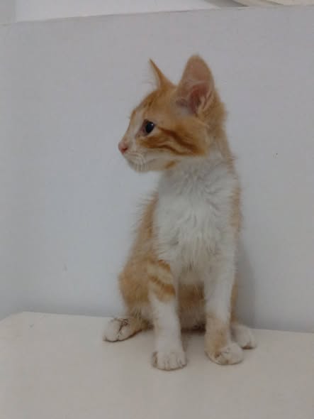 Chat à adopter