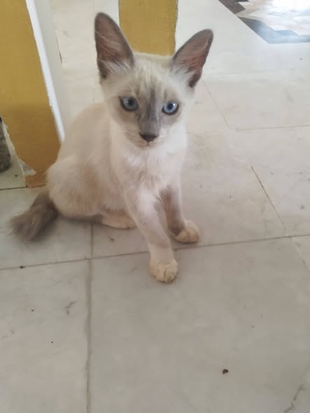 Chat à adopter