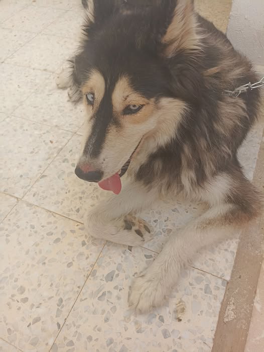 Chien à adopter