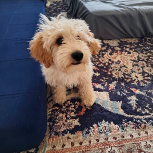 Chien à adopter