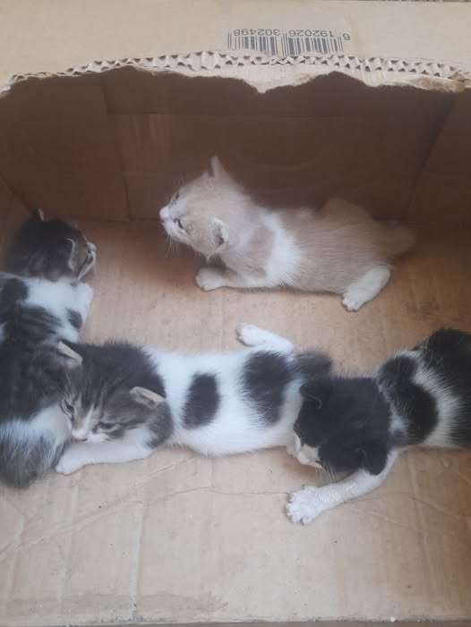 Chat à adopter