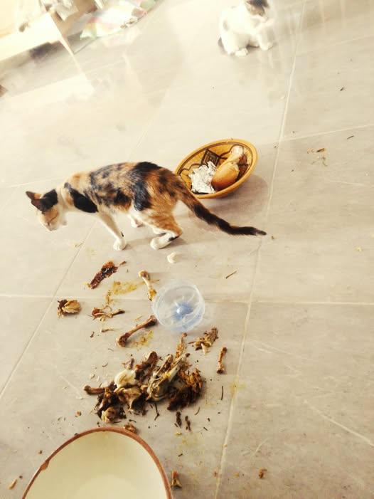 Chat à adopter