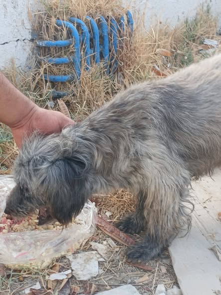 Chien à adopter — تبني الحيوانات في تونس صفاقس