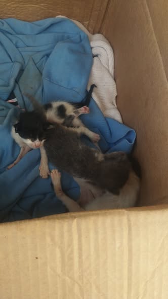 Lapin à adopter