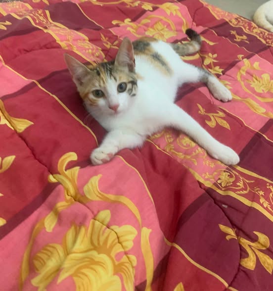 Chat à adopter
