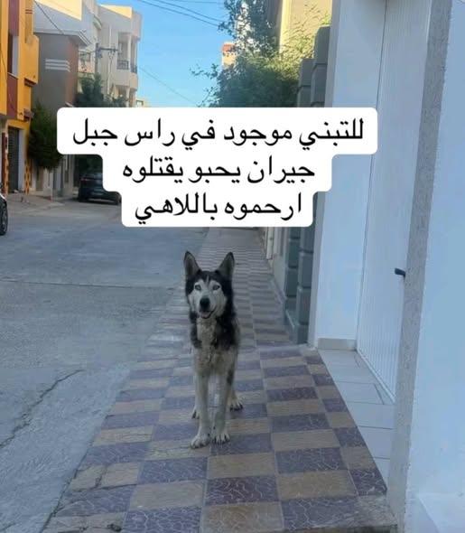 Chien à adopter — Adoption d'animaux en Tunisie Zaghouan
