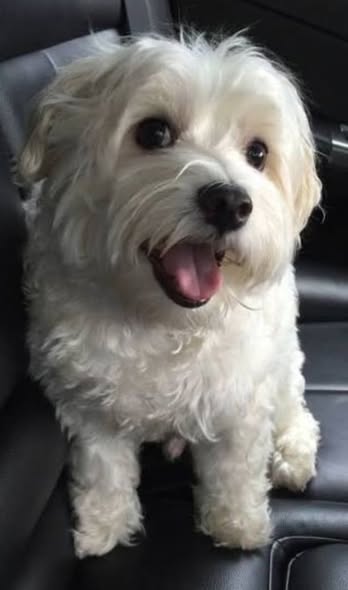 Chien à adopter