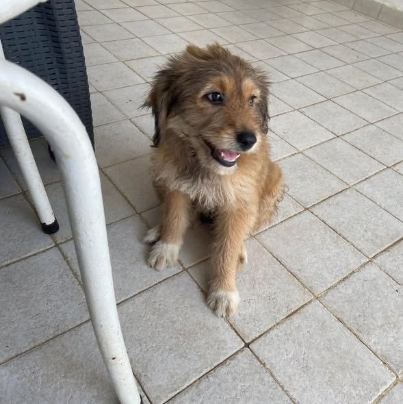 Chien à adopter