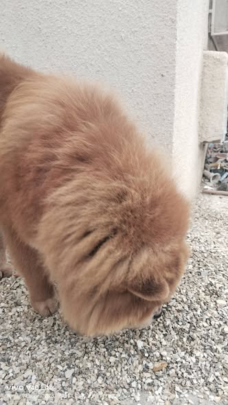 Chien à adopter