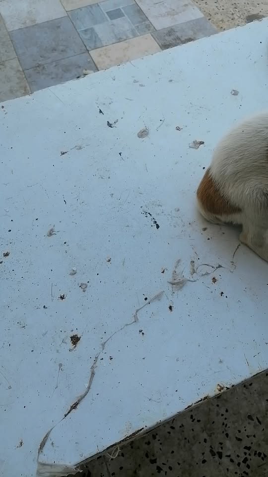 Chien à adopter