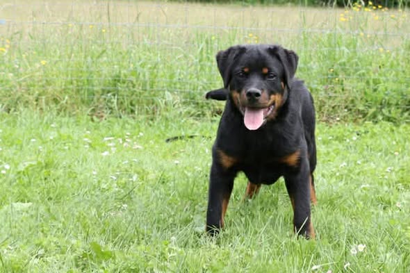 Chien à adopter