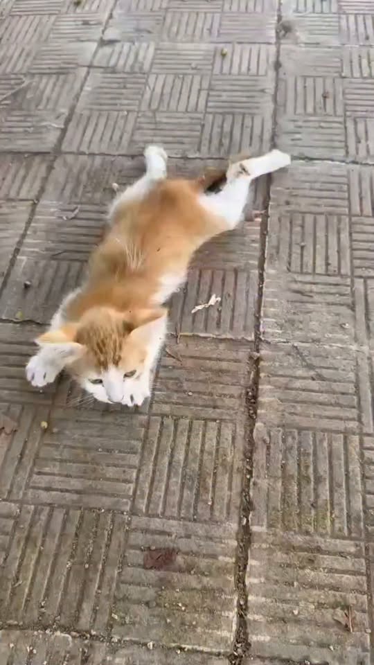 Chat à adopter