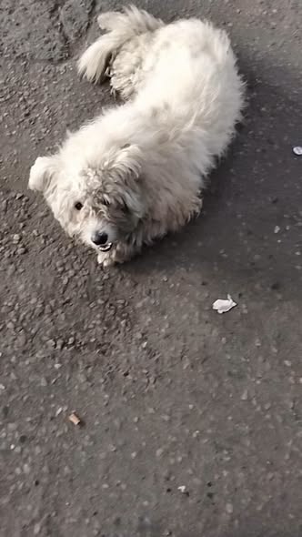 Chien à adopter