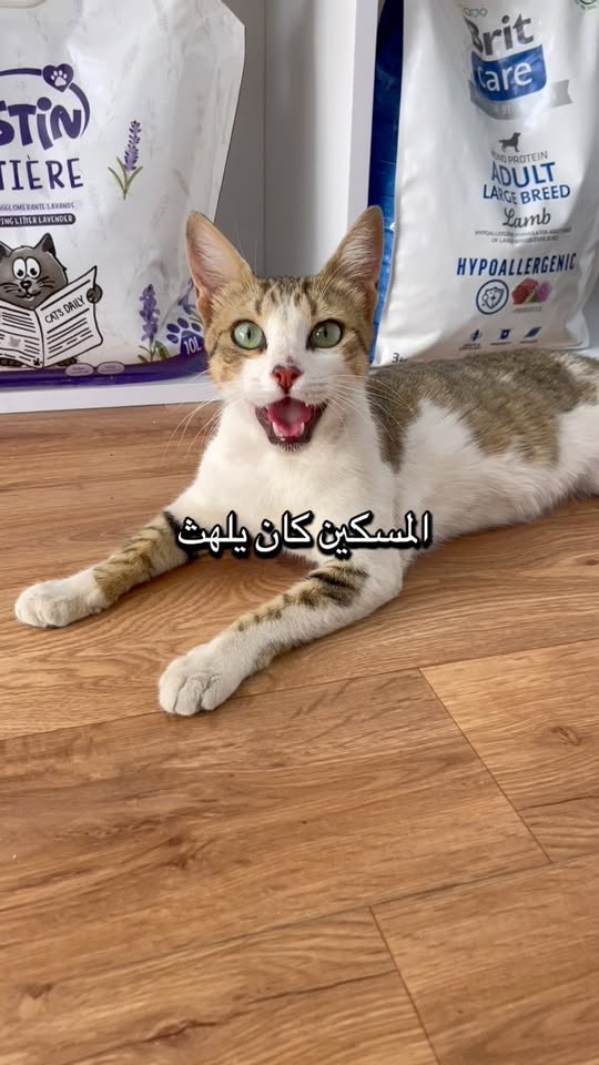 Chat à adopter