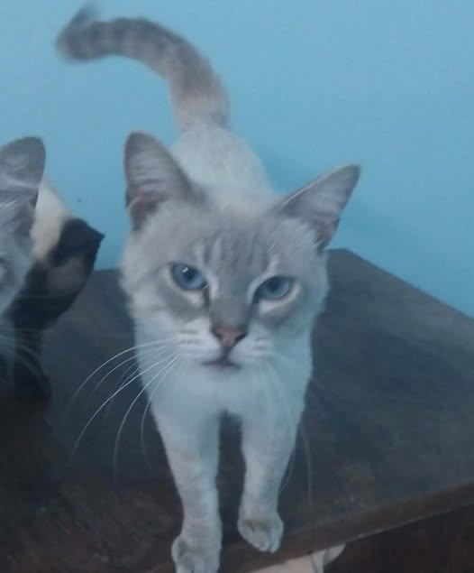 Animal à adopter