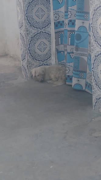Chien à adopter