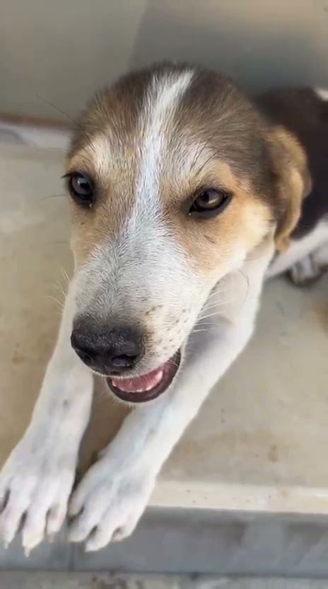Chien à adopter