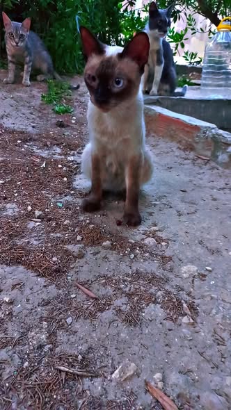 Chat à adopter