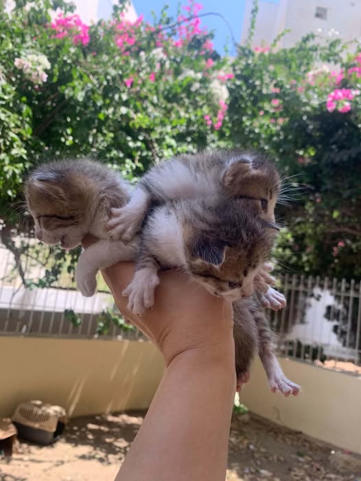 Chat à adopter