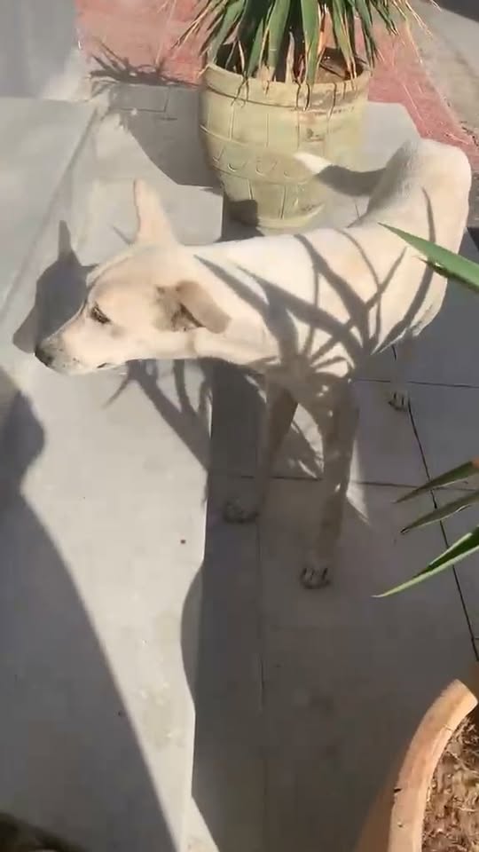 Chien à adopter — تبني الحيوانات في تونس سوسة