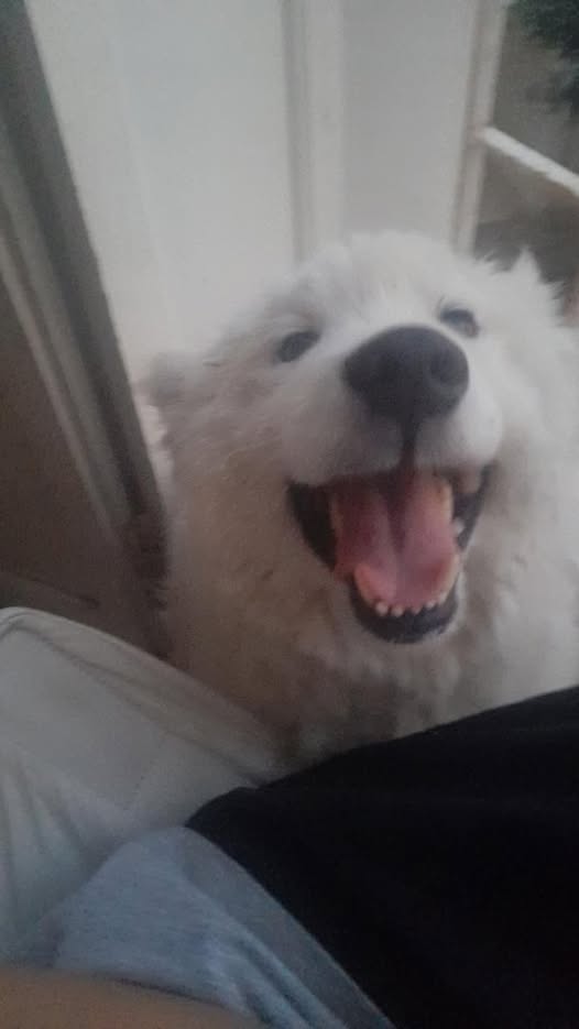 Chien à adopter