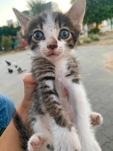 Chat à adopter