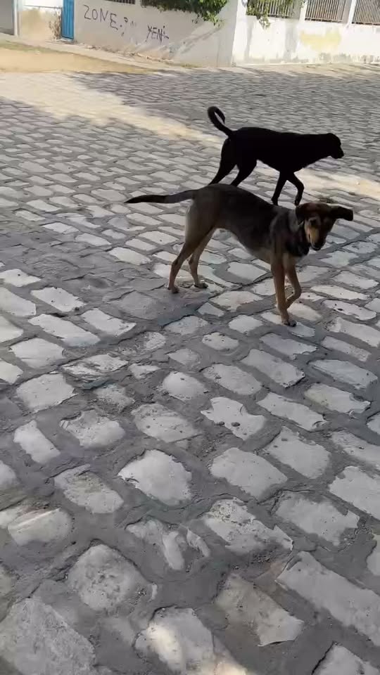 Chien à adopter — تبني الحيوانات في تونس تونس