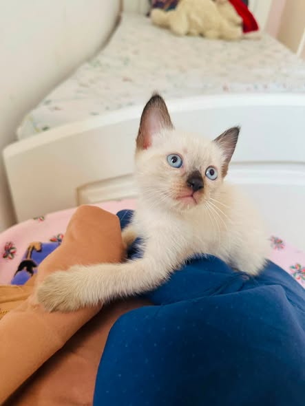 Chat à adopter