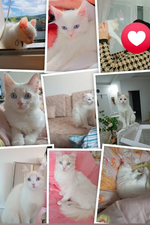 قطوسة — Adoption d'animaux en Tunisie Bizerte