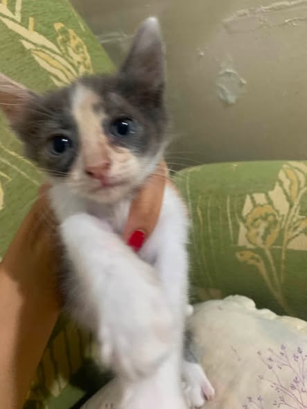 Chat à adopter