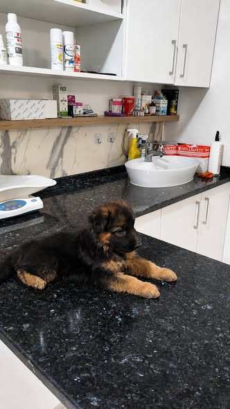 Chien à adopter