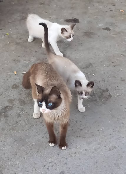 مولاهم
