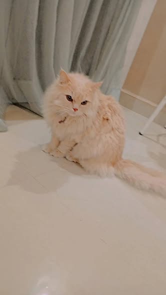 Chat à adopter