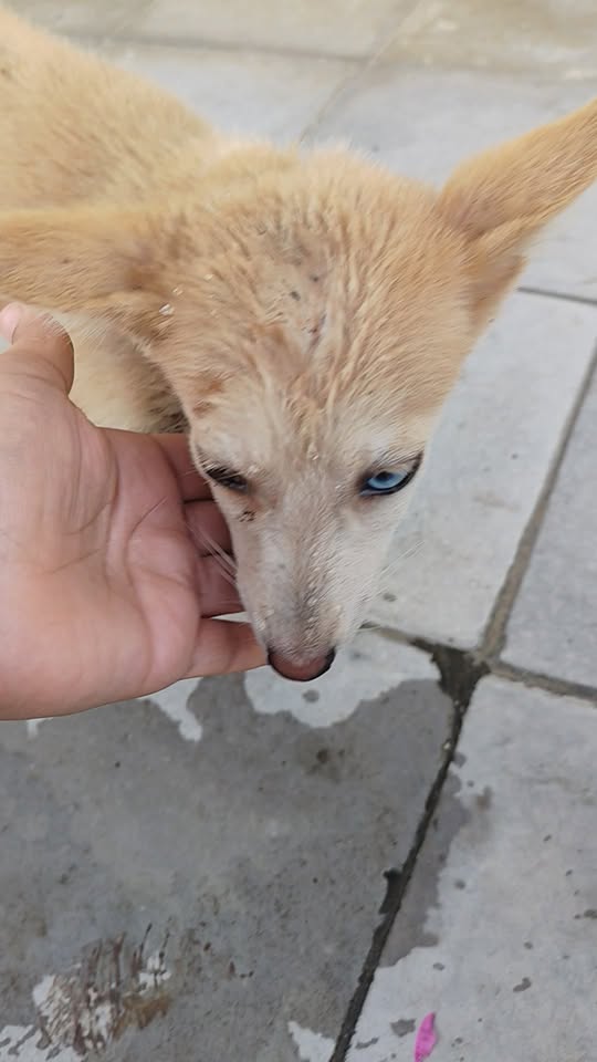 Chien à adopter