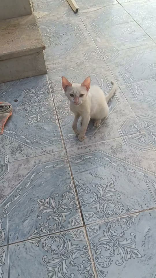 المزيانة