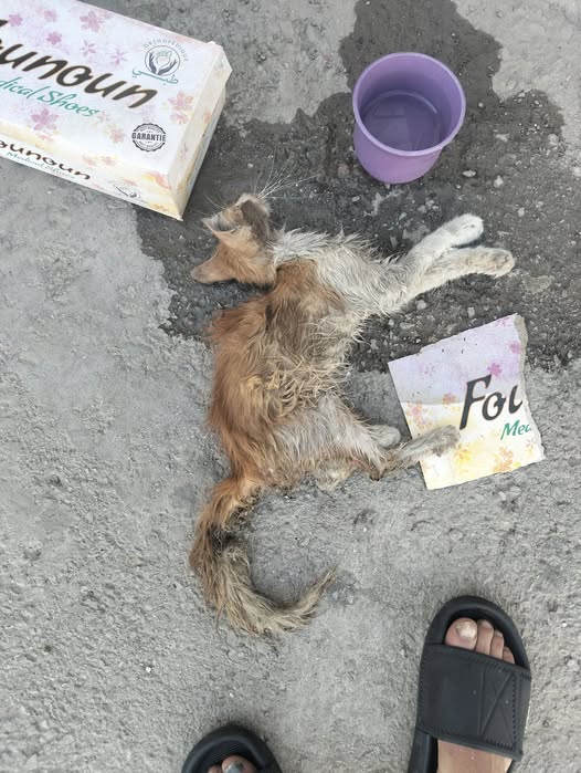 Chien à adopter