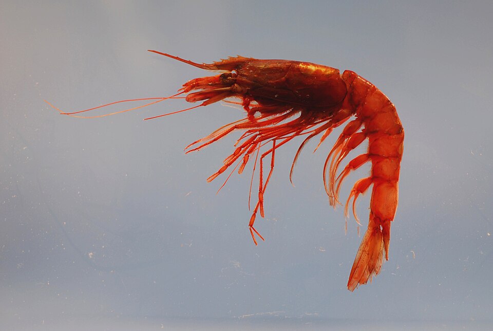 Giant Red Shrimp (Aristaeomorpha foliacea)
