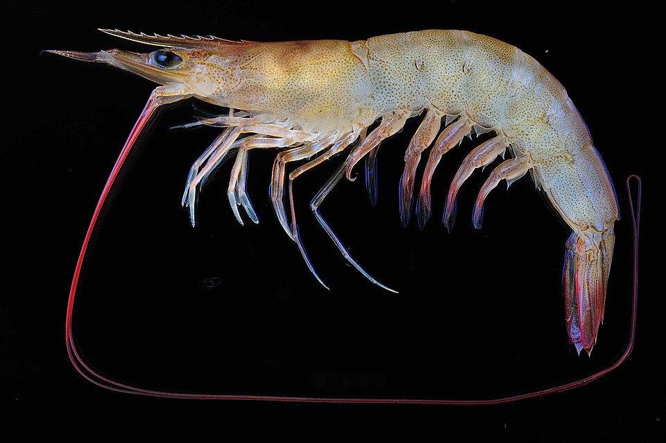 Spotted Shrimp (Metapenaeus monoceros)