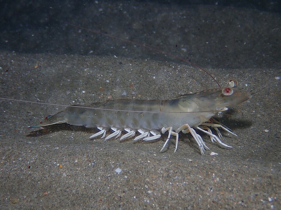 Caramote prawn (Penaeus kerathurus)