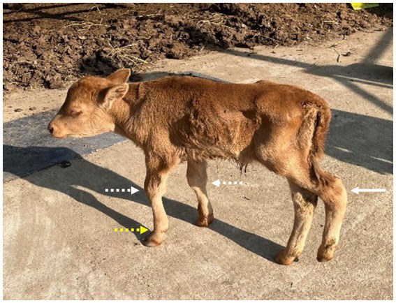 A Hanwoo calf born with malformed hips