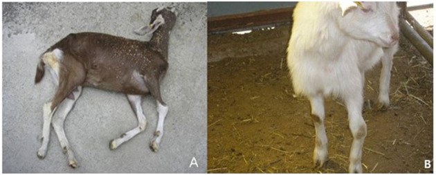 Dairy goat farm hit by viral arthritis and paralysis