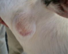 Un abcès au cou chez un agneau cachait une bactérie rare