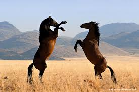 Cheval