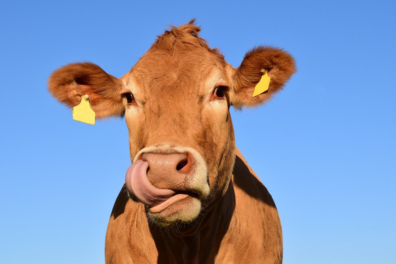 Vache