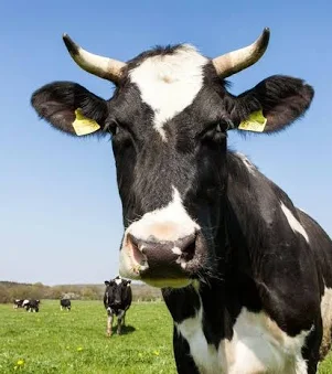 Vache