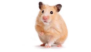 Hamster